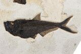 Green River Fossil Fish Mural With Diplomystus & Cockerellites #254197-2